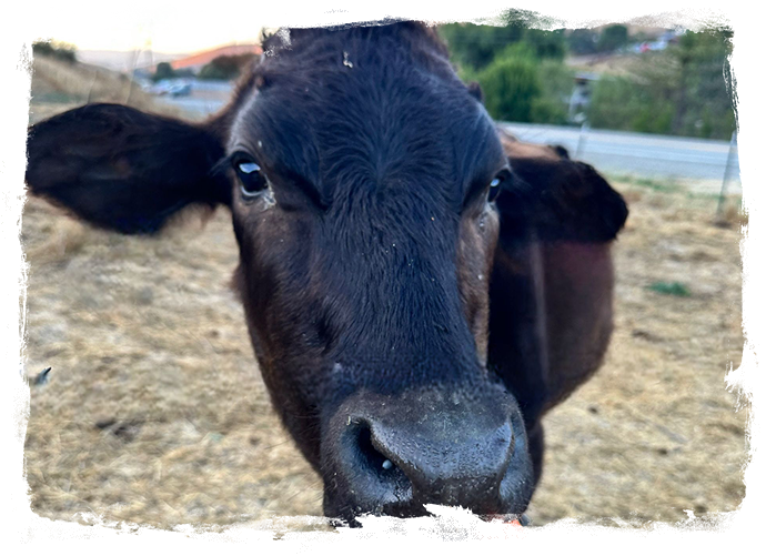 A cow with its head looking at the camera.