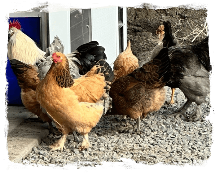 A group of chickens standing on gravel near a building.