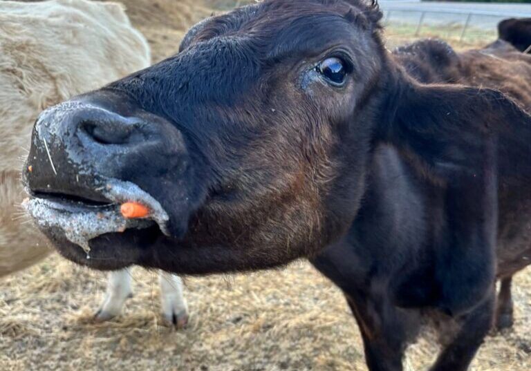 A cow with its mouth open eating some food.